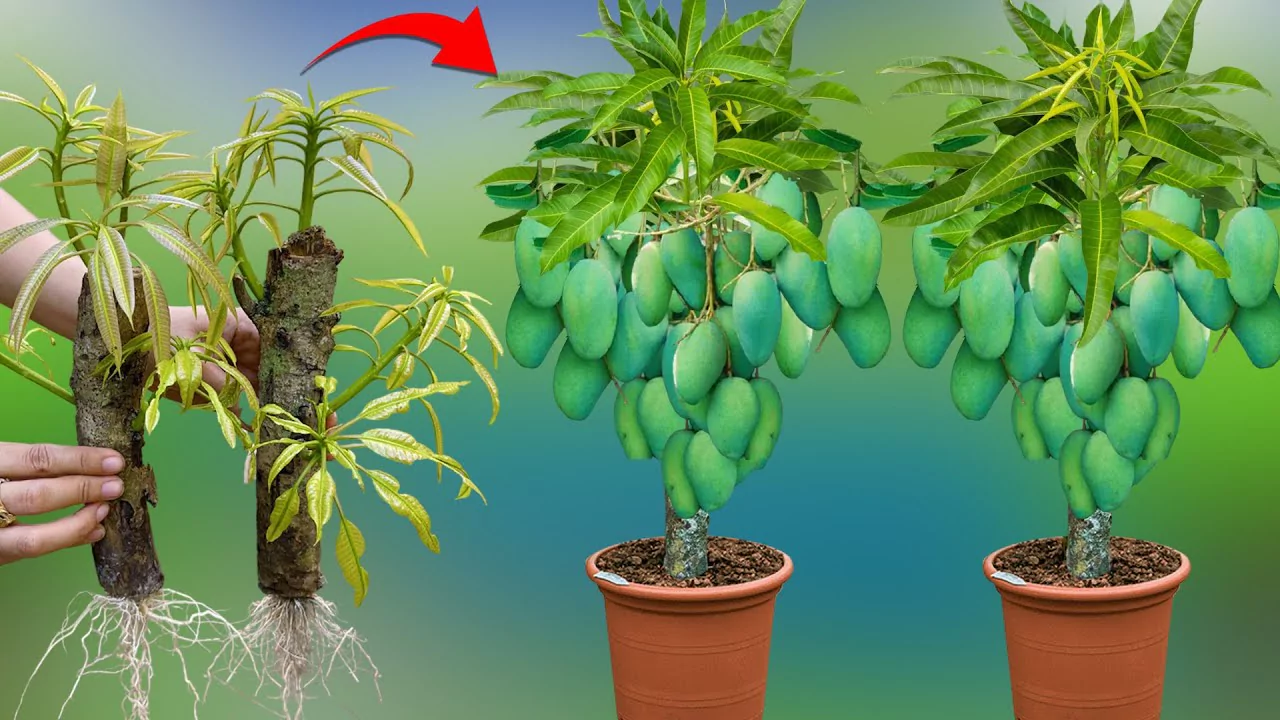 How to Grow a Mango Plant Indoors