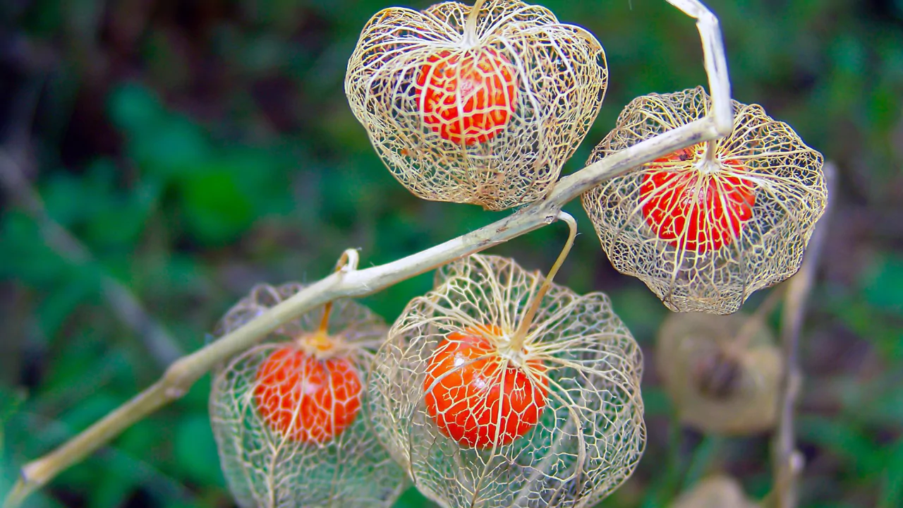 How to Grow and Care for Chinese Lantern Flower