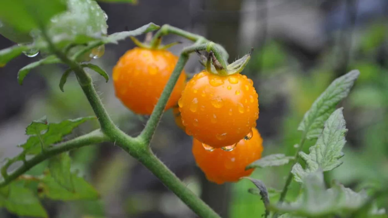How to Grow and Prune the Sun Sugar Tomato
