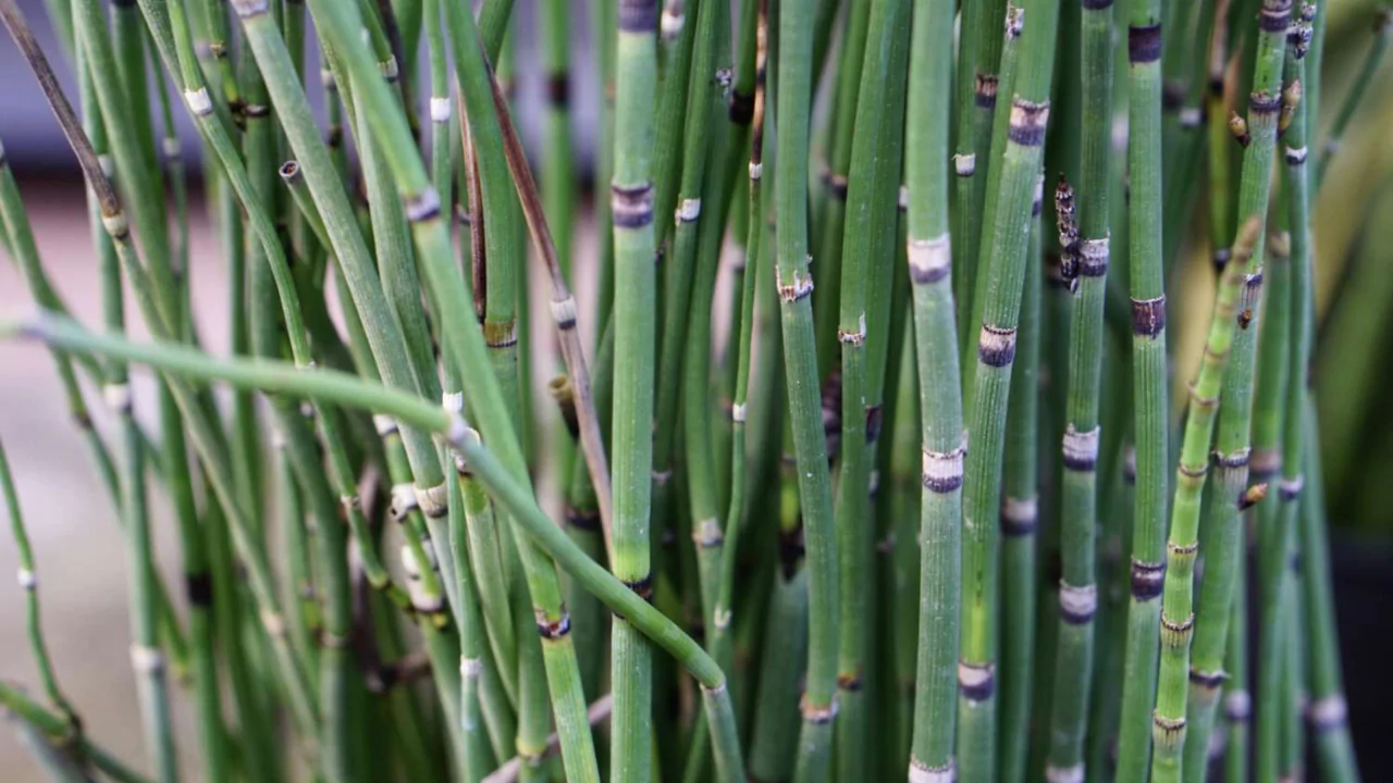 How to Grow (or Get Rid of) Horsetail Plant