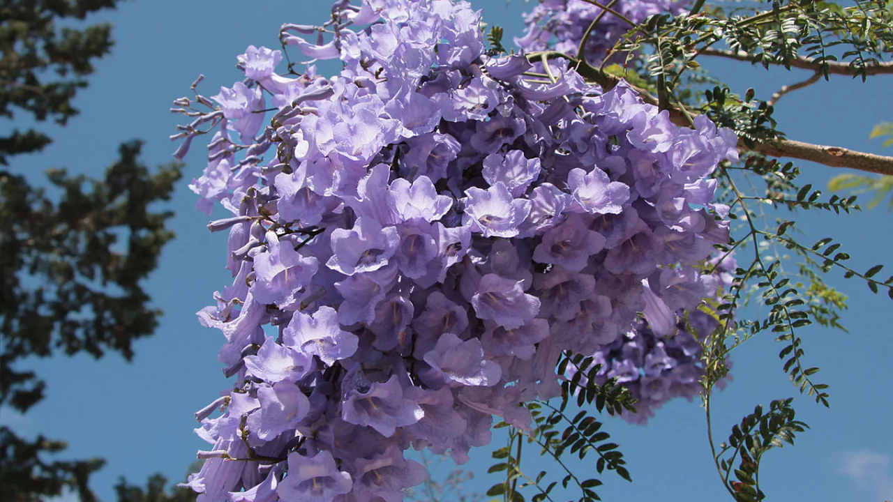 How to Grow the Jacaranda Tree