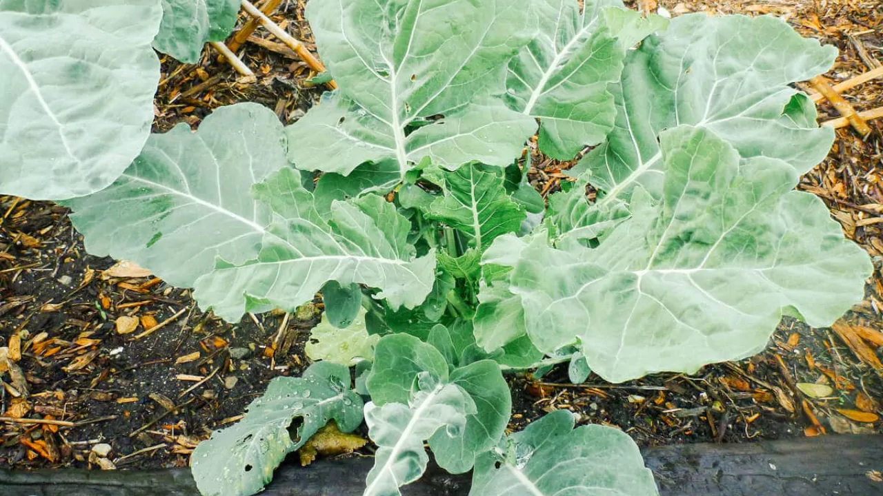 How to Harvest and Eat Broccoli Leaves