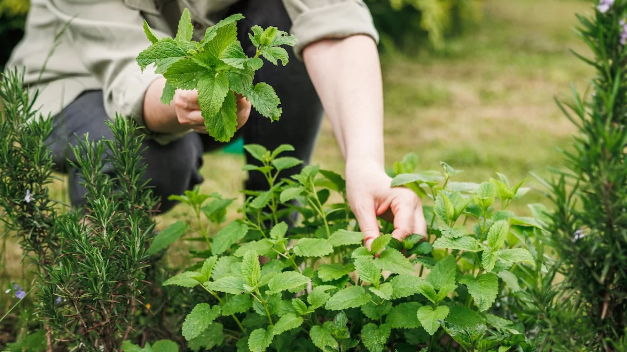 How to Start an Herb Garden