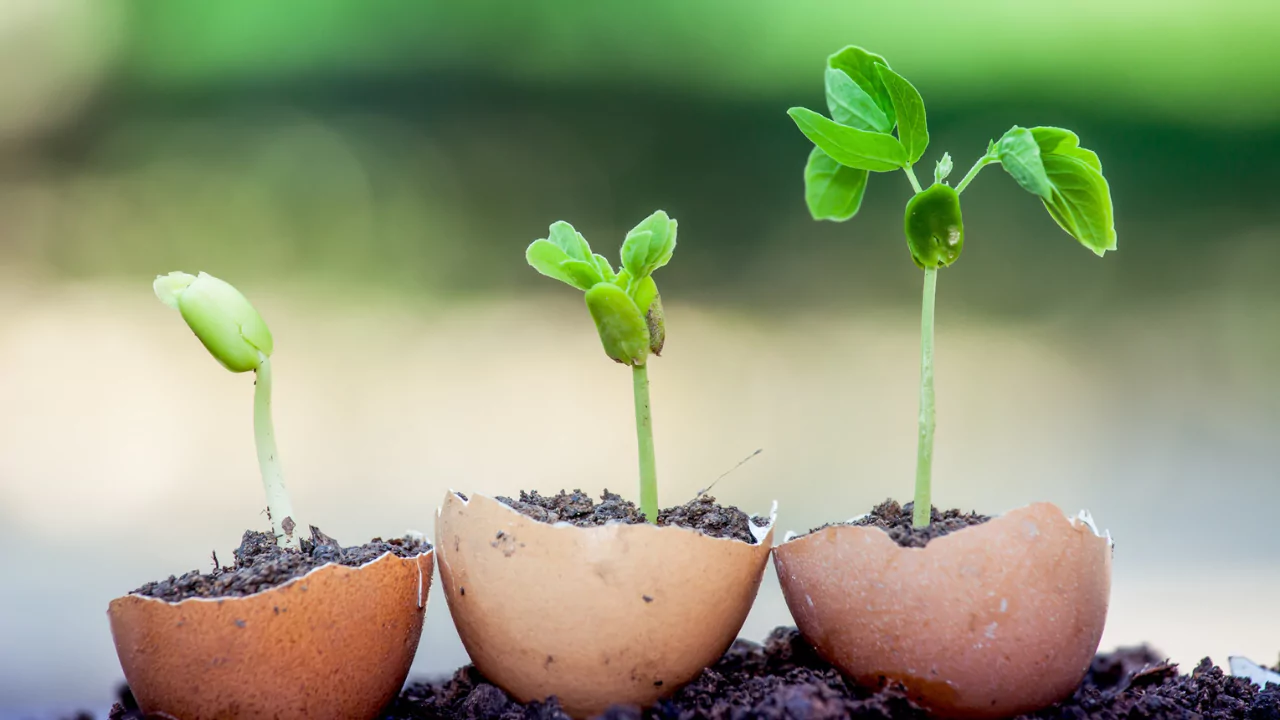 How to Use Eggshells in the Garden Tips and Myths