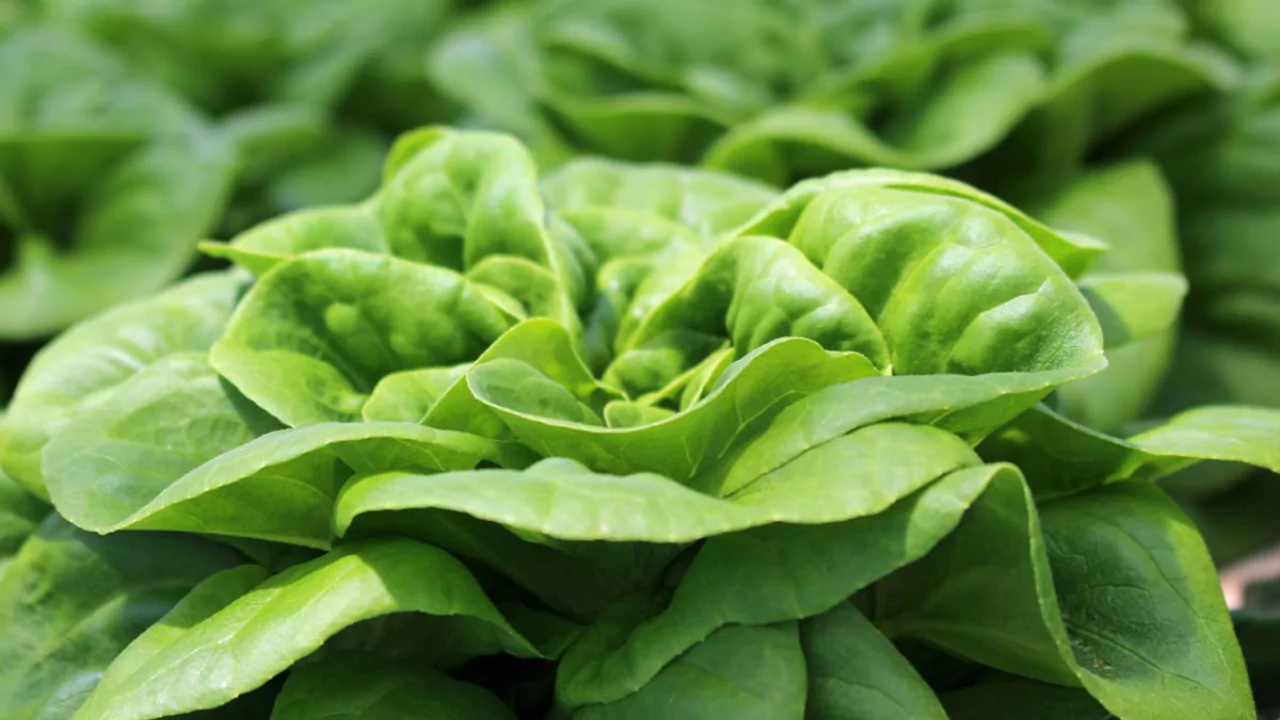 How to grow butter lettuce