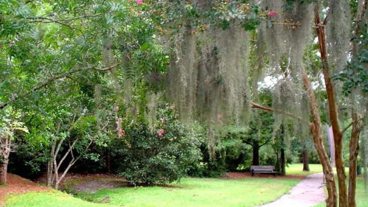 How toGrow Spanish Moss