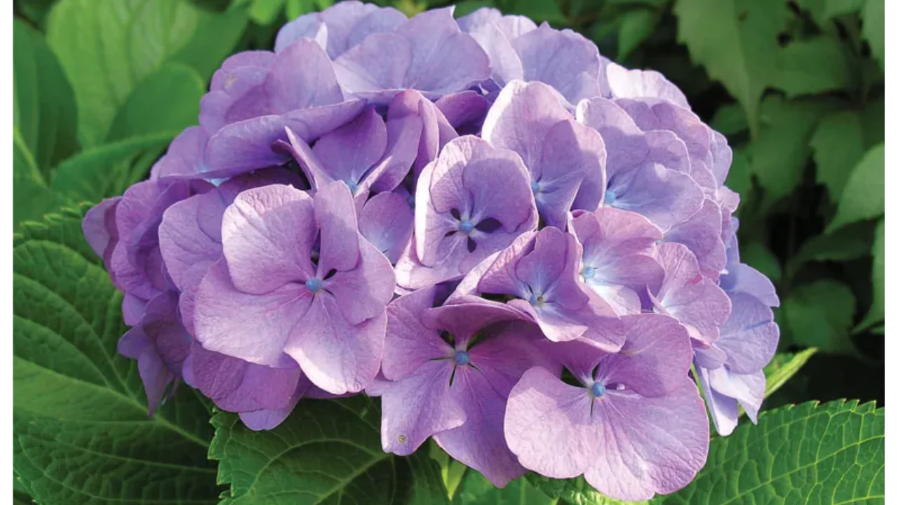 Hydrangeas