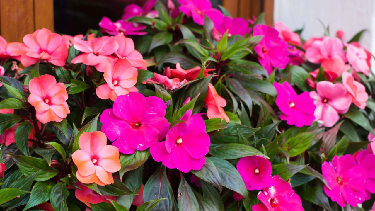 Impatiens
