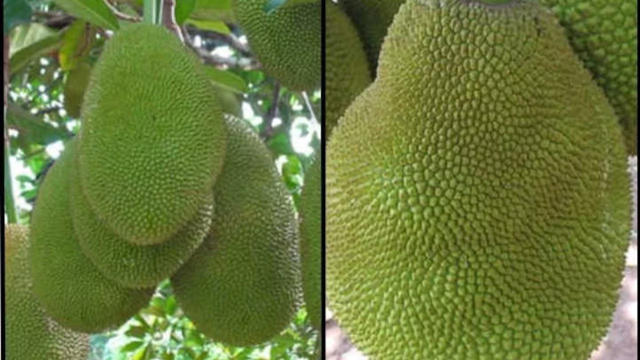 Jackfruit vs. Durian