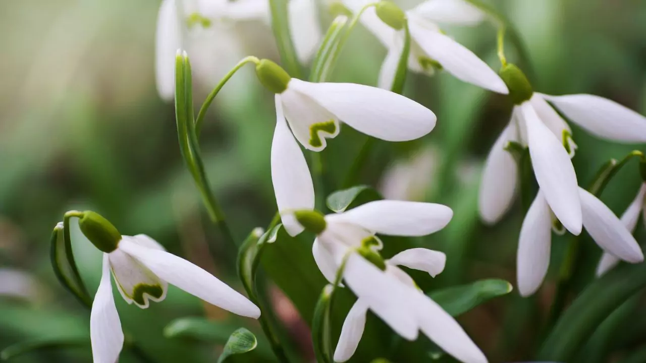January Birth Flower