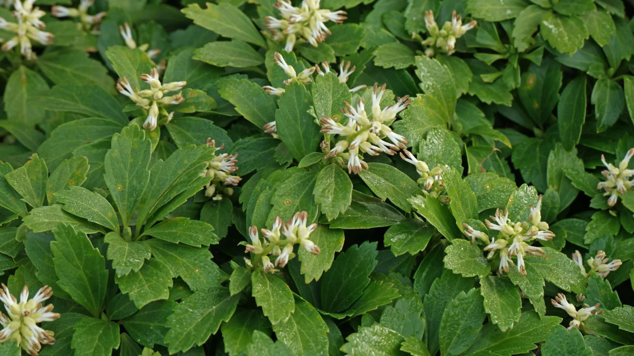 Japanese Spurge