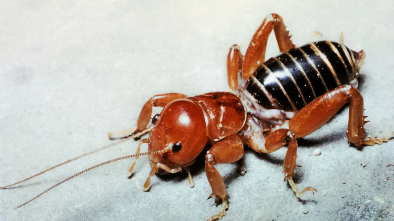 Jerusalem Crickets