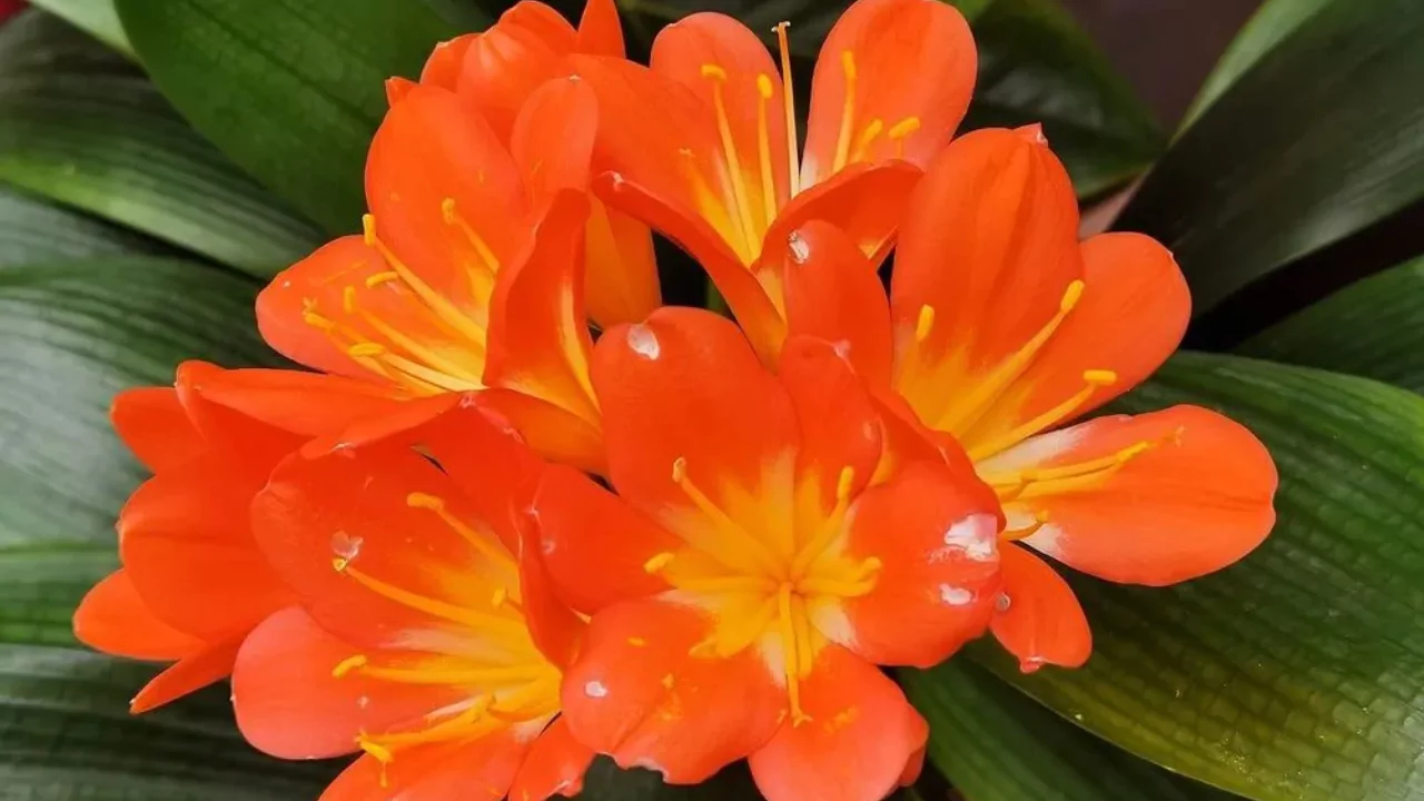 Kaffir Lily