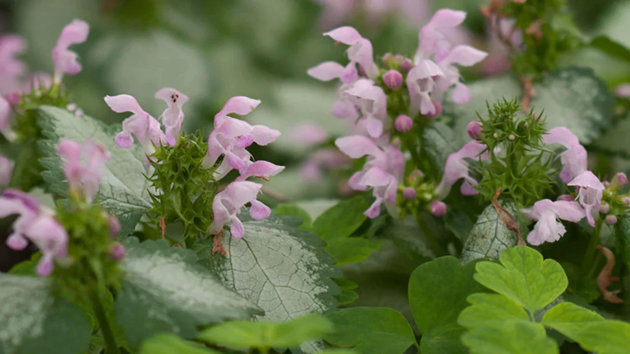 Lamium