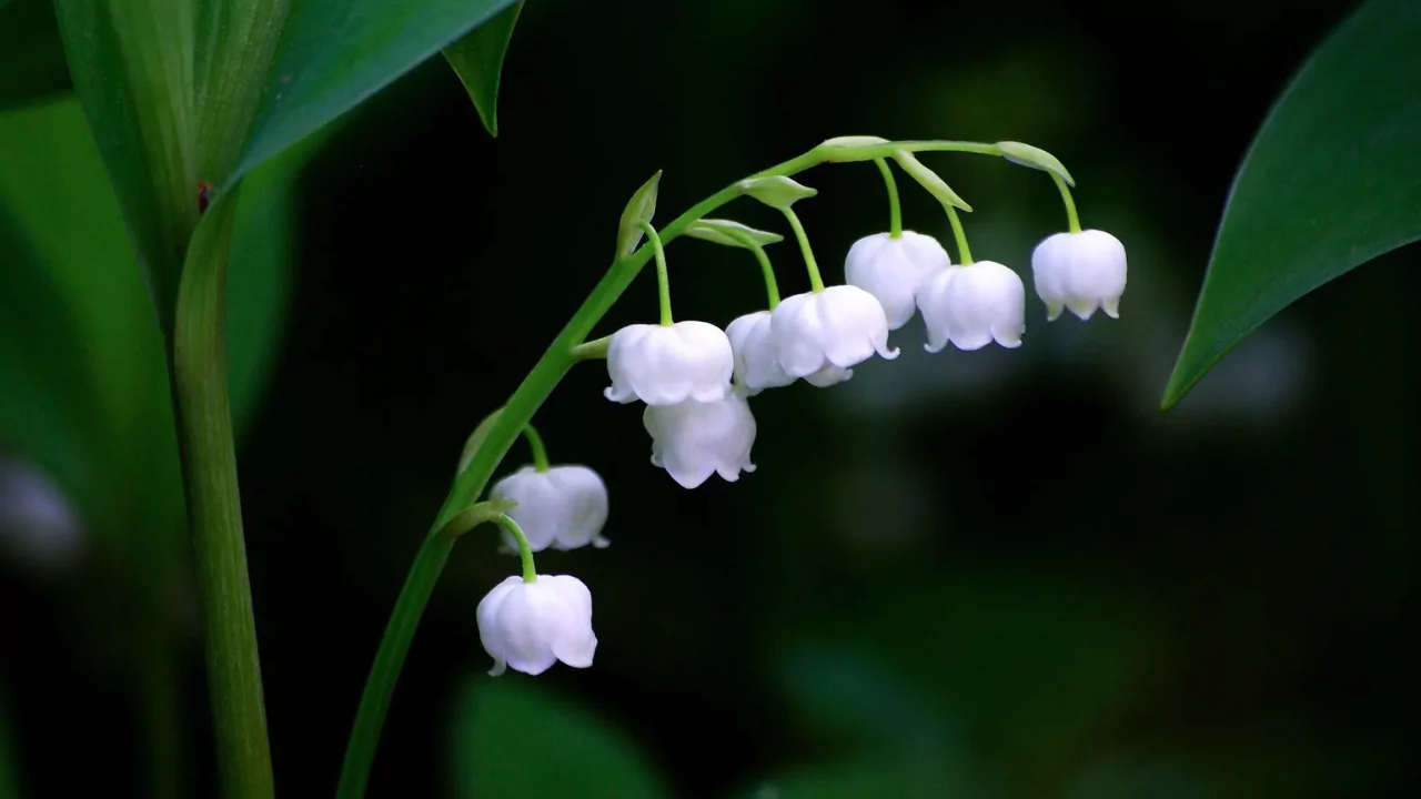 Lily of the Valley