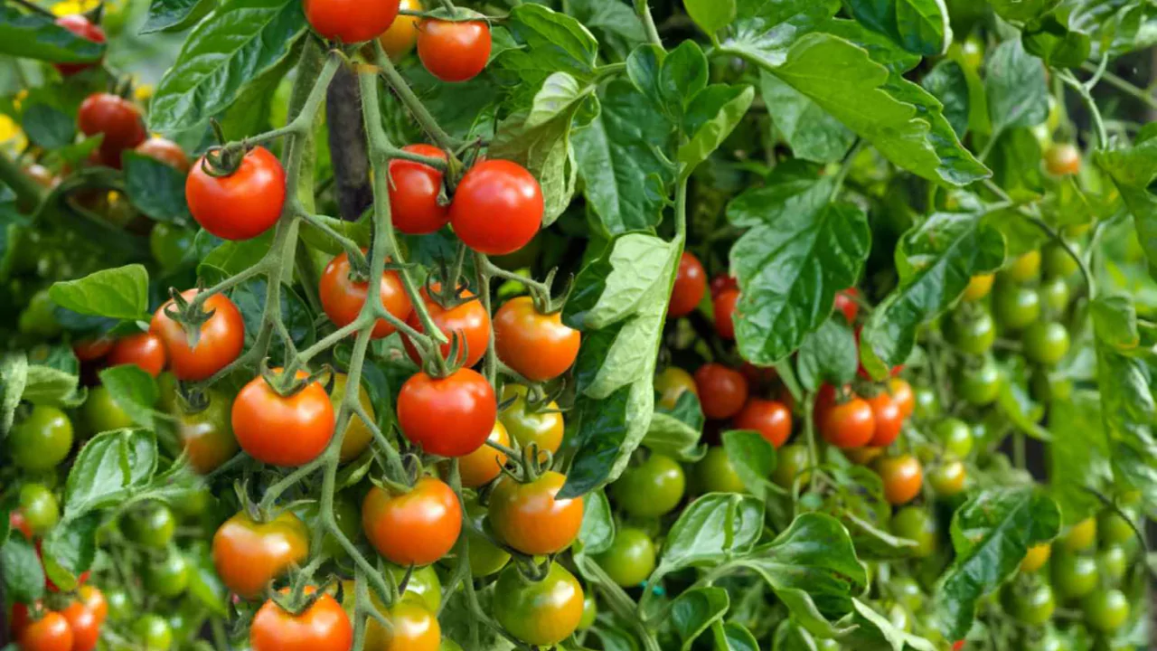 List of Indeterminate Tomatoes from A to Z