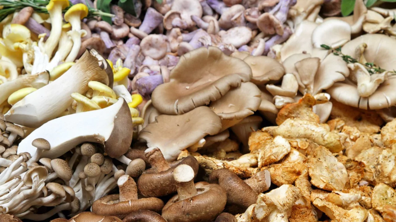 List of Mushroom Varieties from A to Z