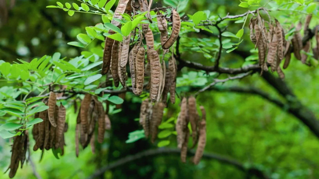 Locust Trees Varieties and Growing Guide