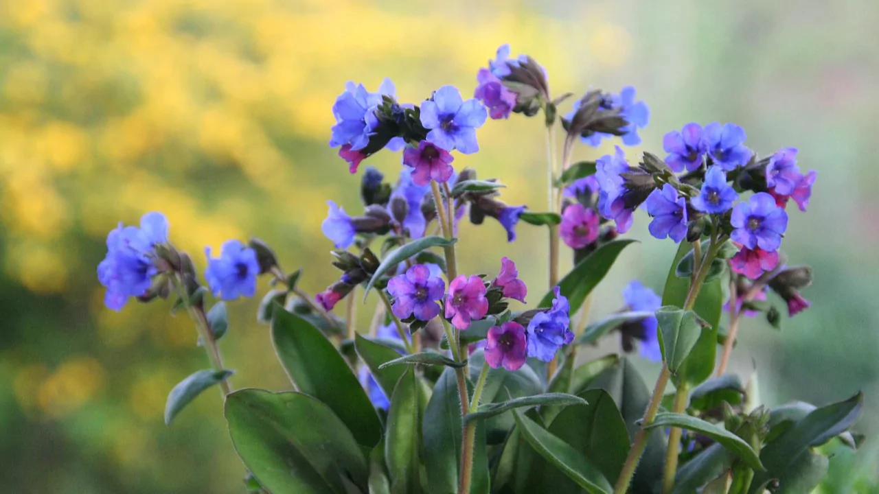 Lungwort