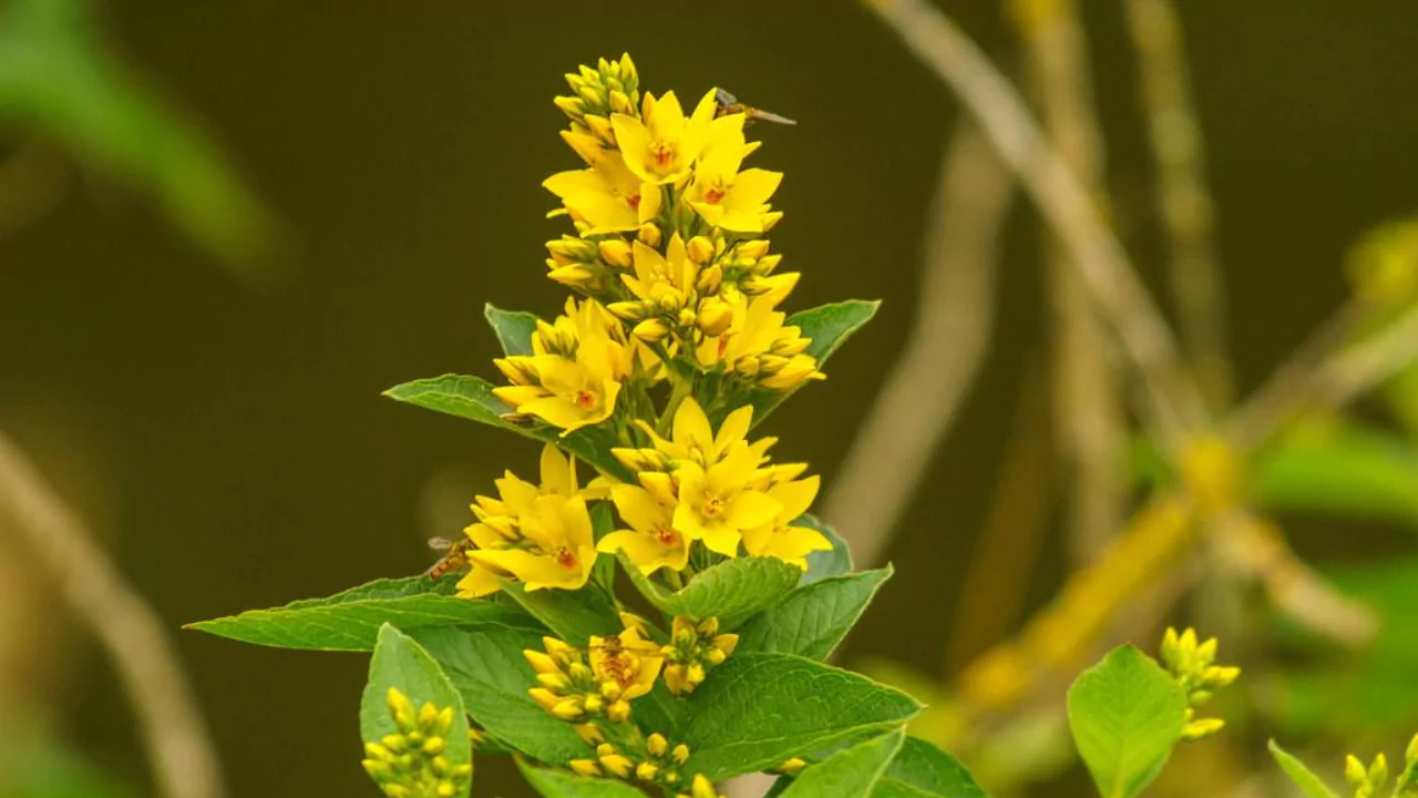 Lysimachia