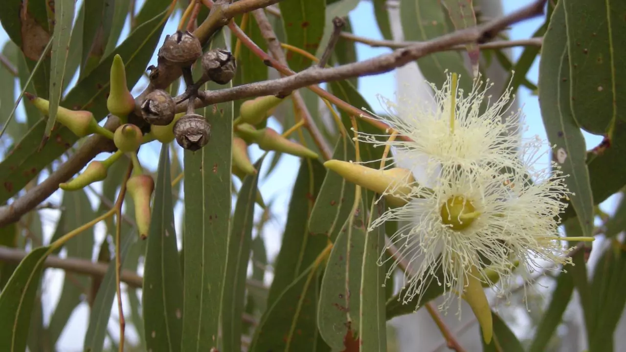 Mallet Eucalyptus