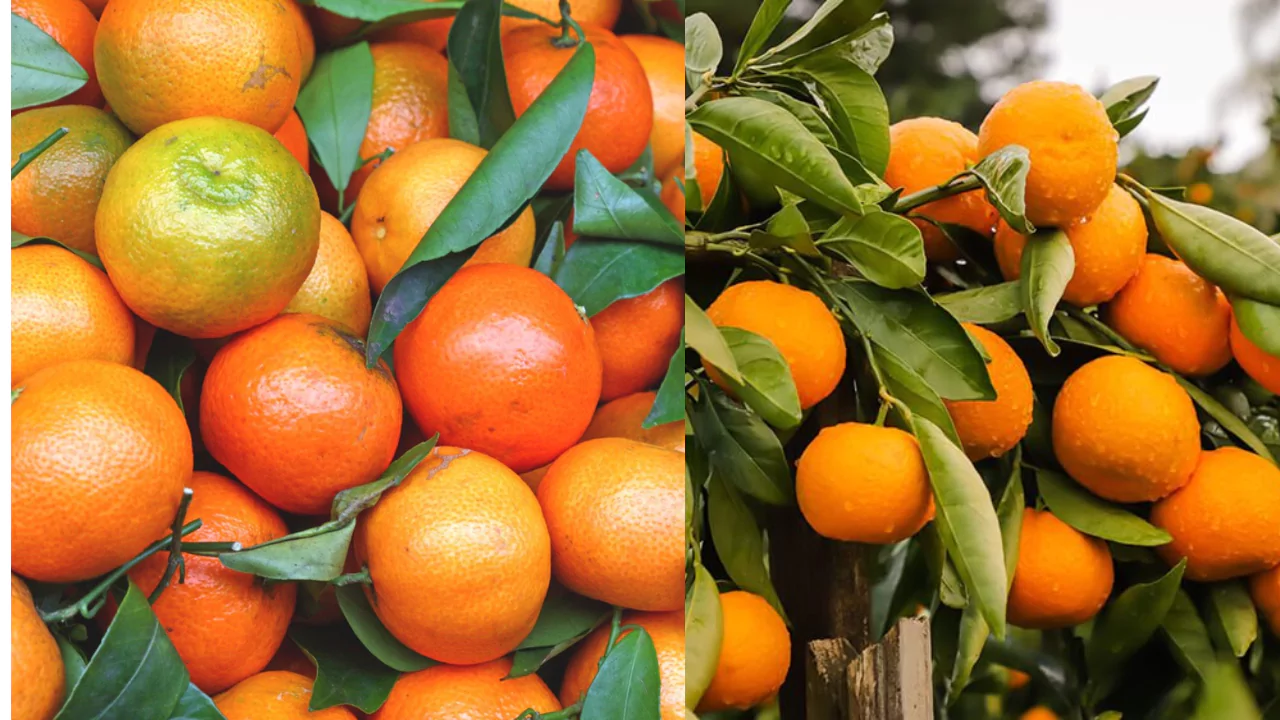 Mandarin Oranges vs. Clementines, Explained