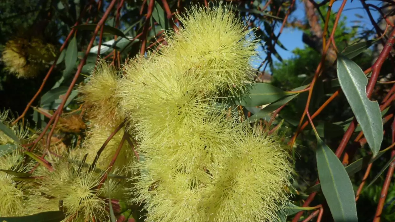 Marlock Eucalyptus