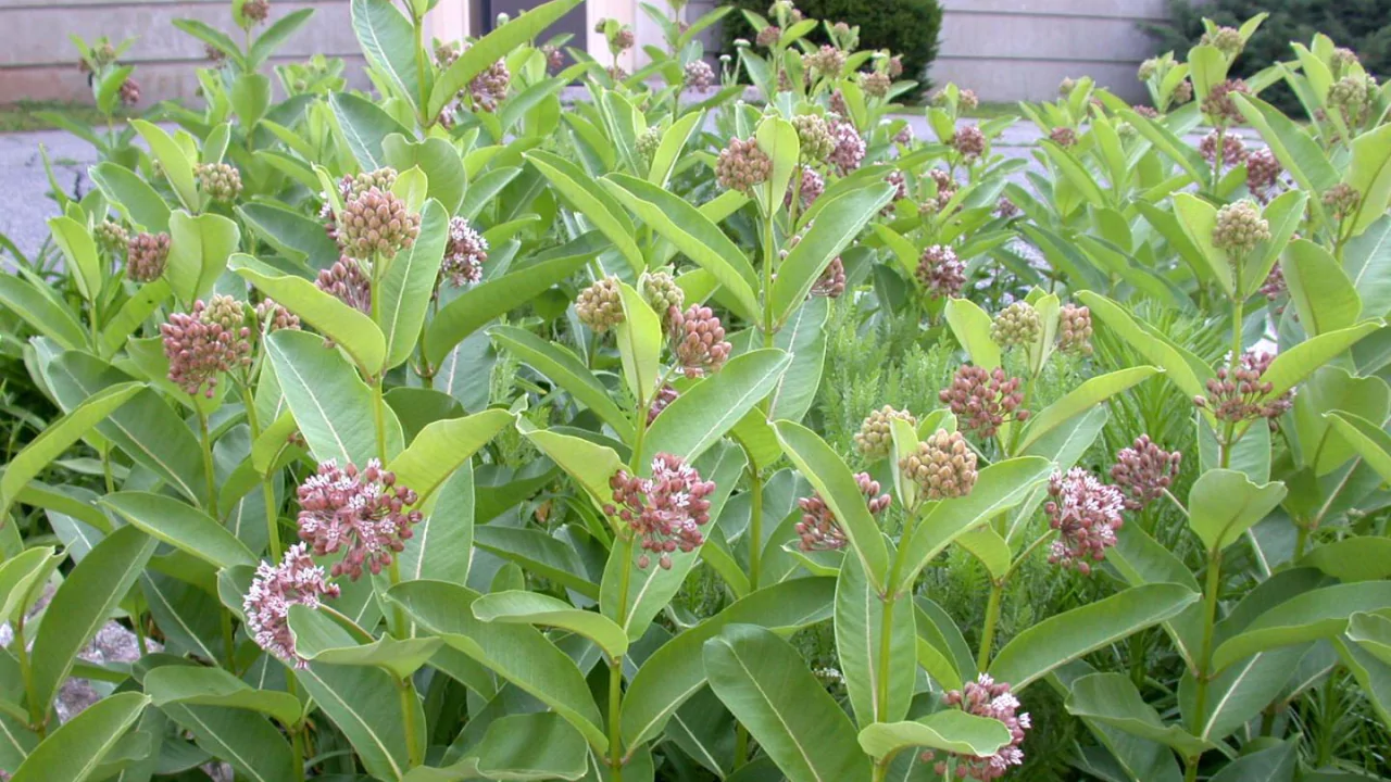 Milkweed