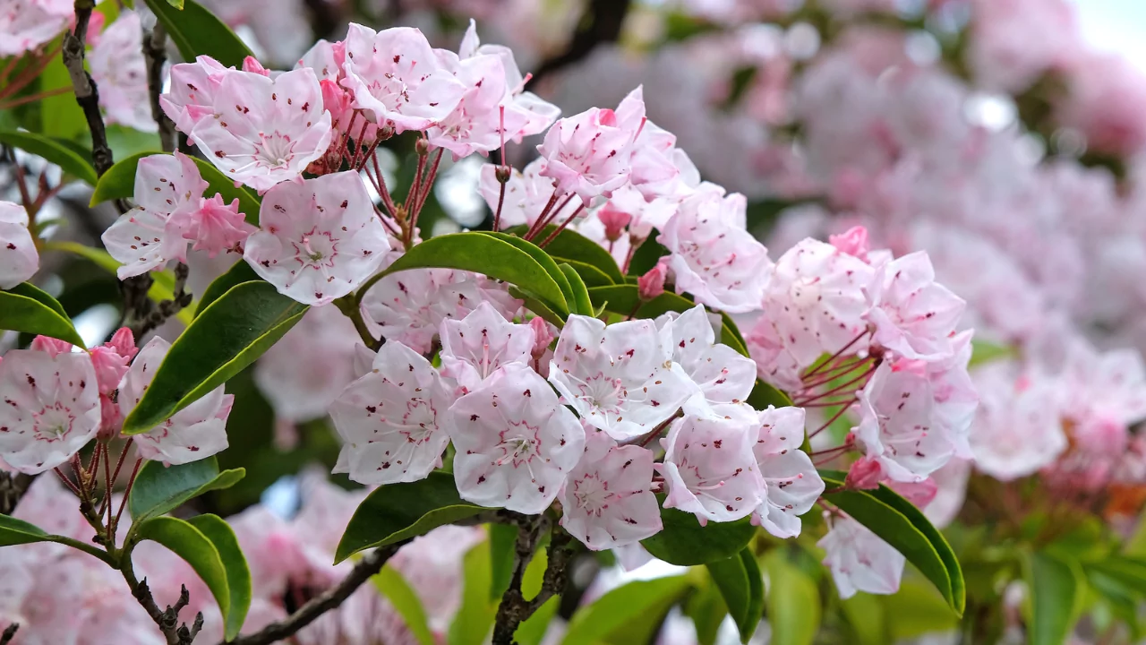 Mountain Laurel