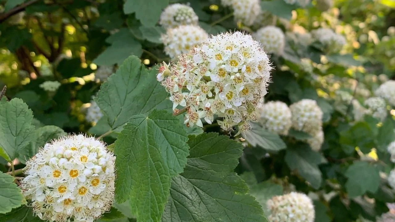 Ninebark