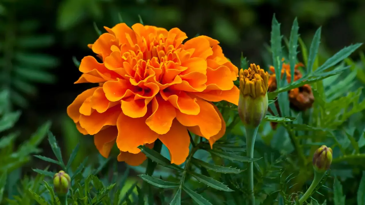 October Birth Flower – Marigold