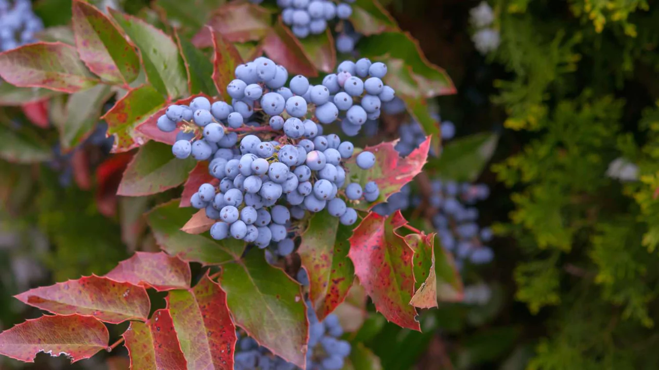 Oregon Grape Holly