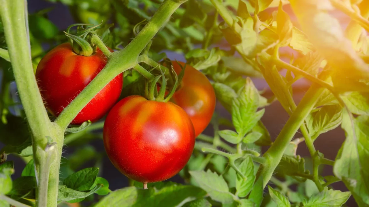 Our Guide to Growing Celebrity Tomatoes