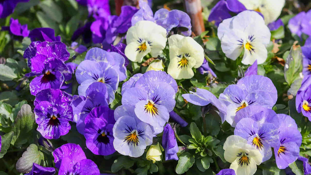 Pansies and violets