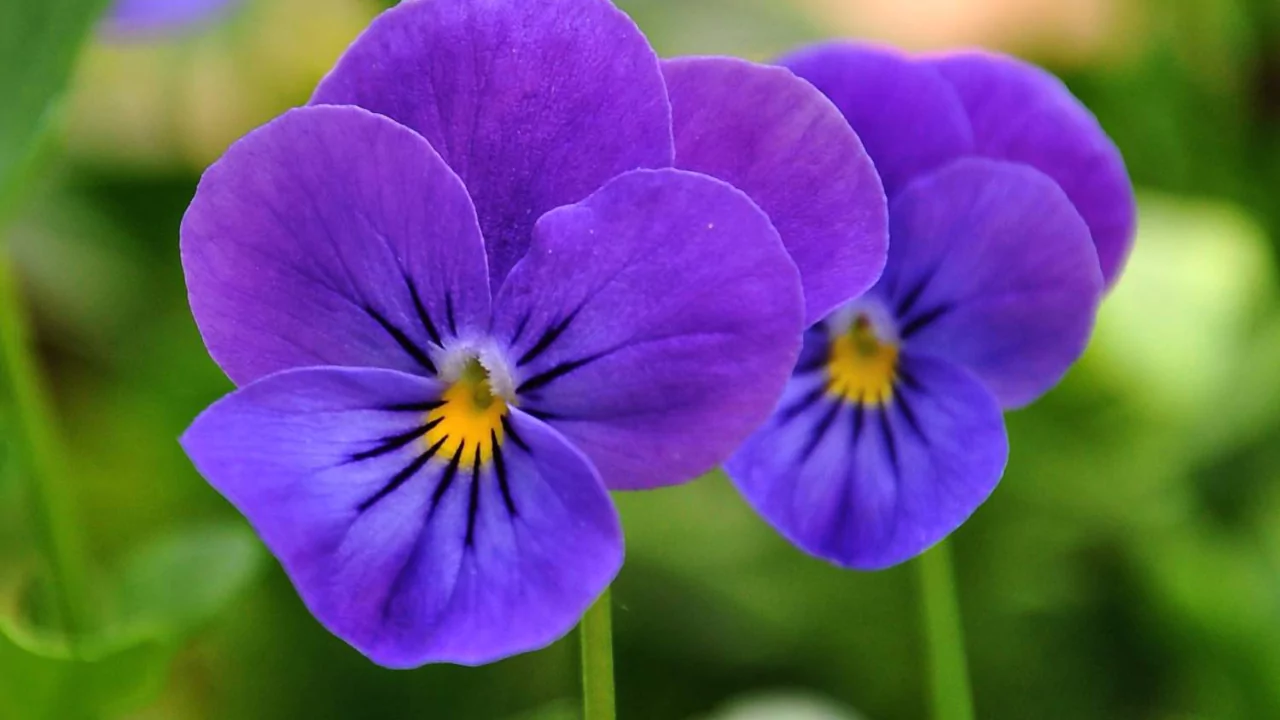Pansy