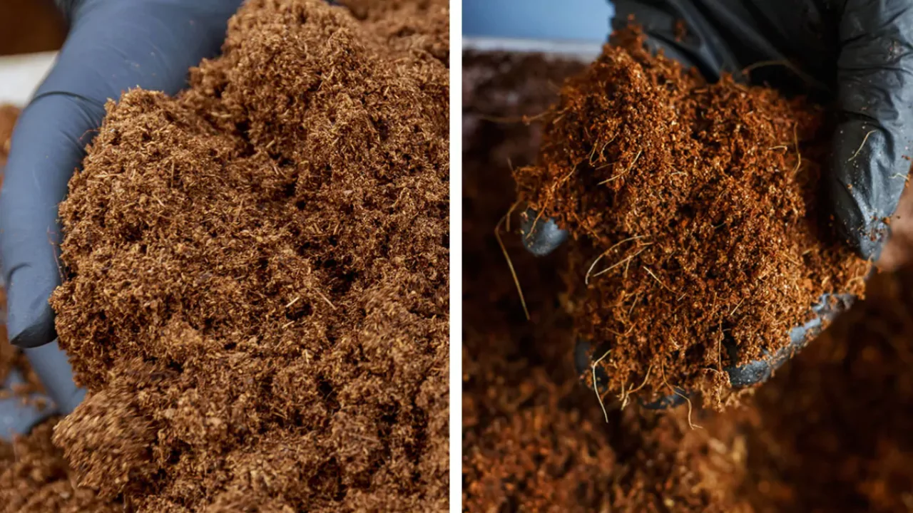 Peat Moss vs. Coco Coir: Which Should You Use?