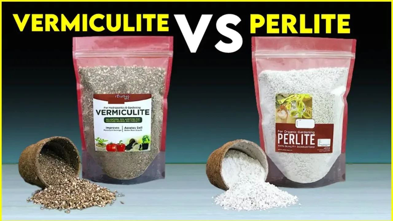 Perlite vs Vermiculite, Fully Explained