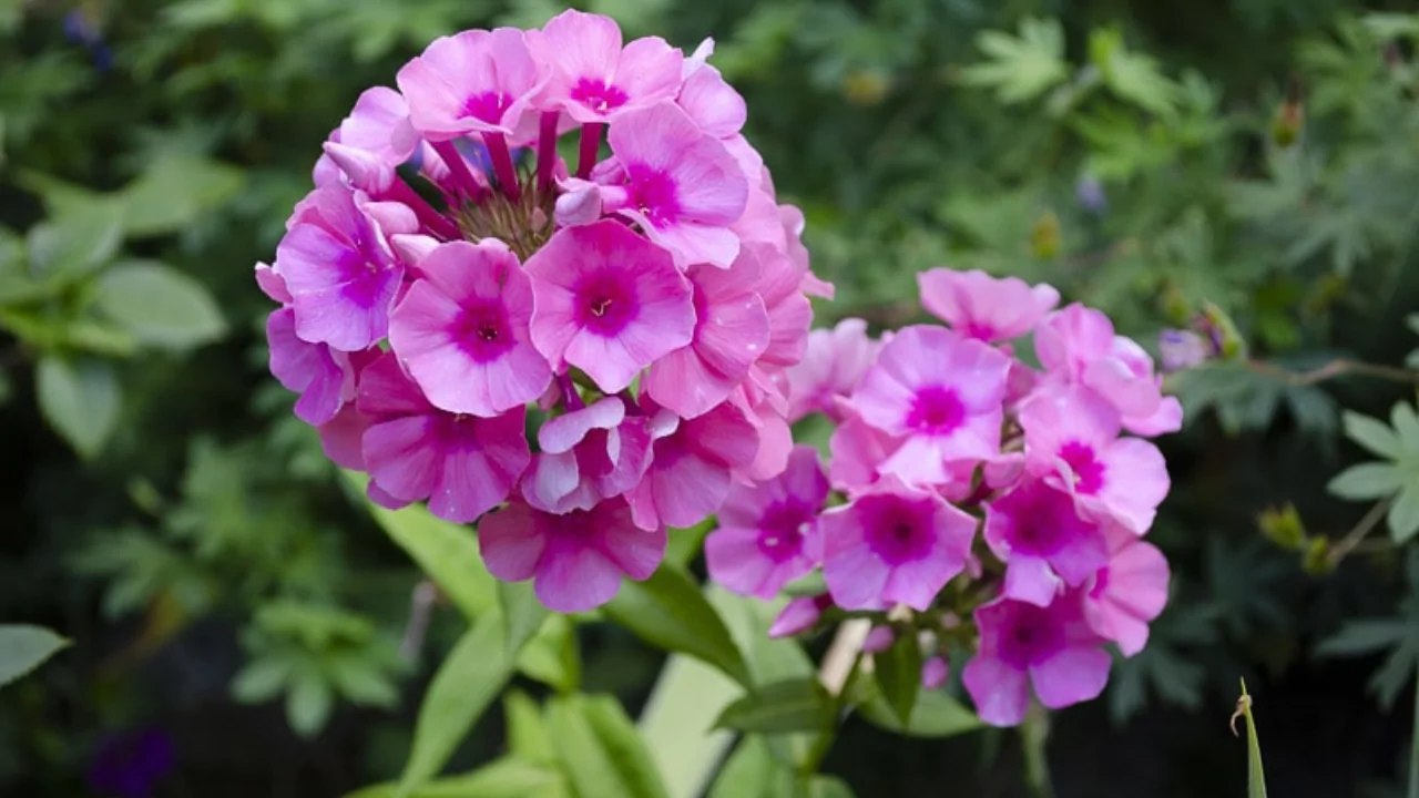 Phlox