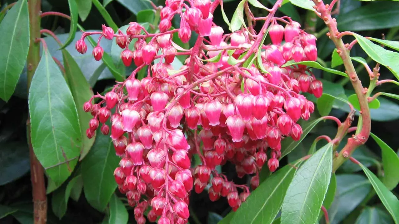 Pieris Japonica