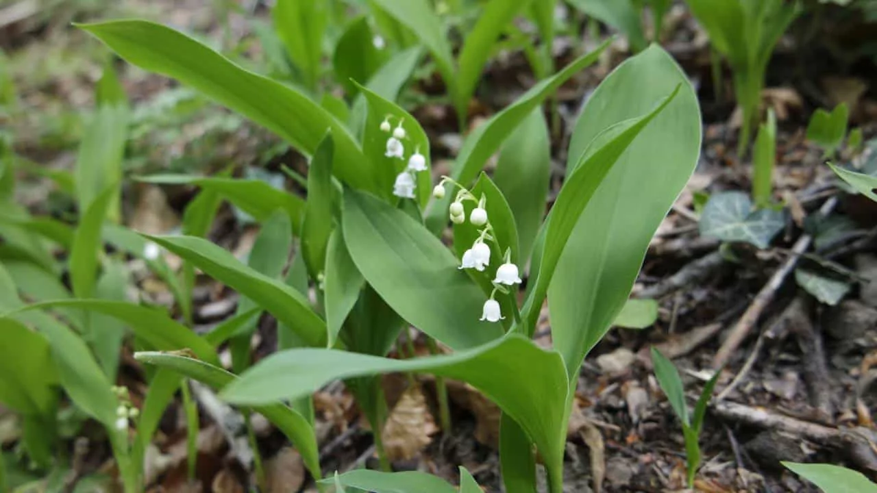 Planting and Caring for Lily of the Valley