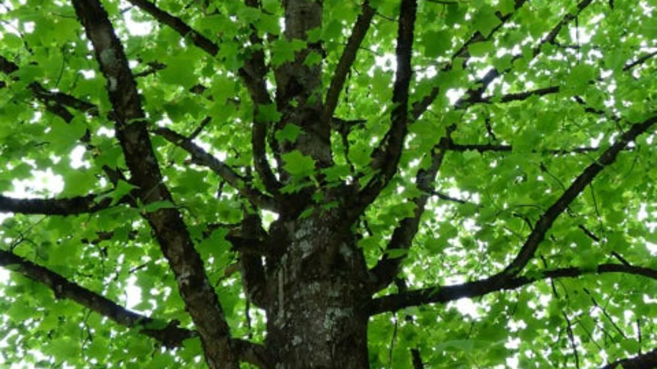 Poplar Trees Identification and Care