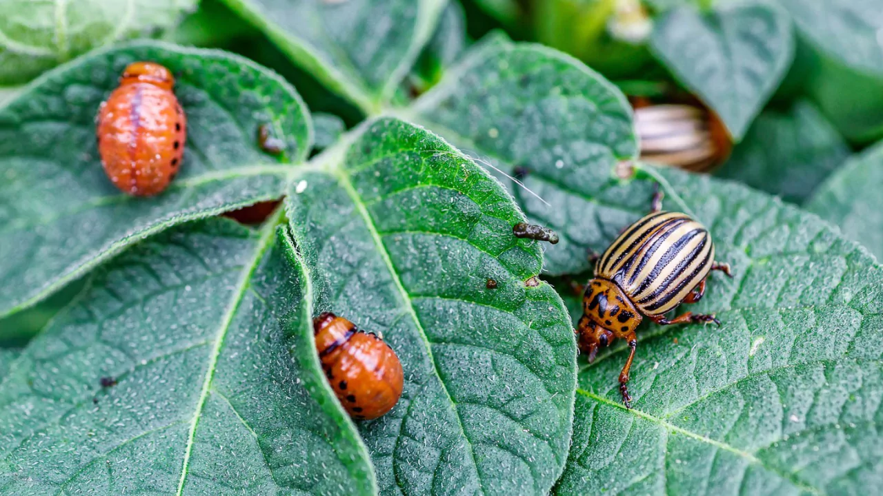 Potato Bugs