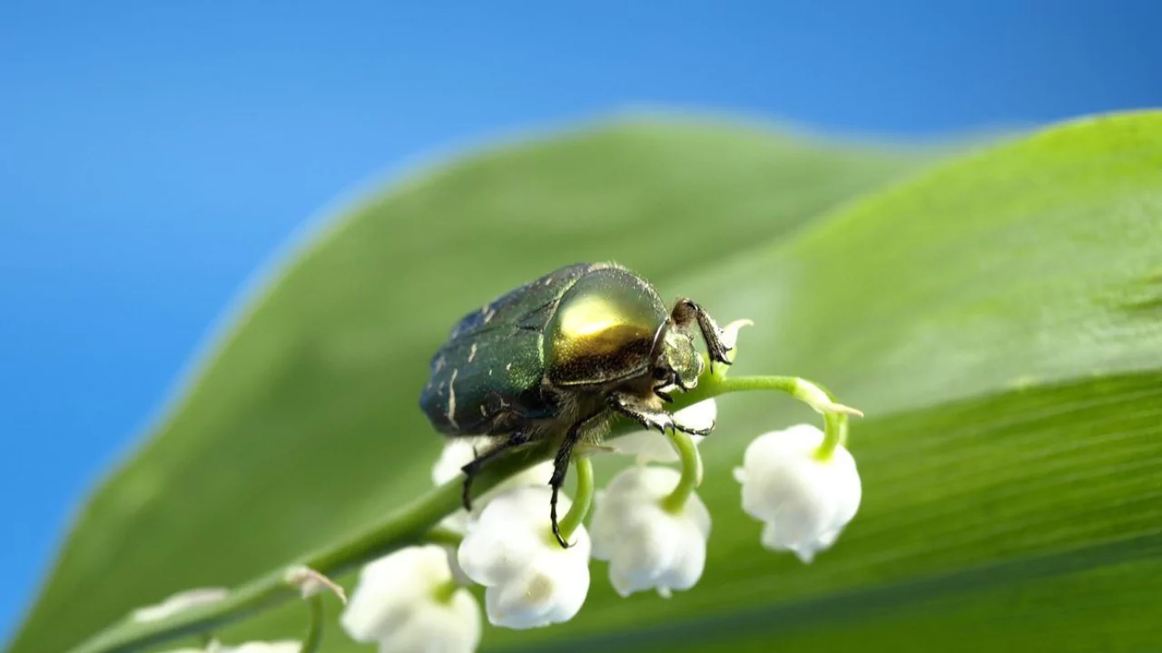 Potential Problems and Pests