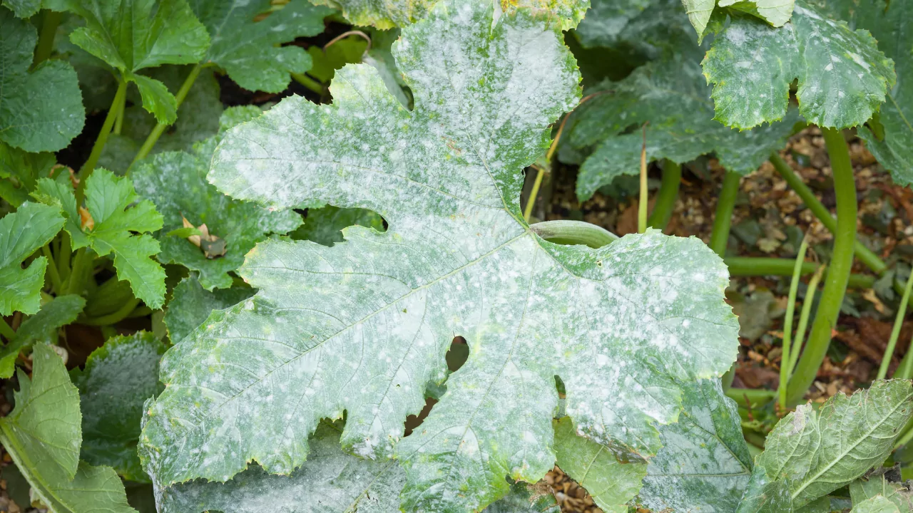 Powdery Mildew on Columbine Leaves