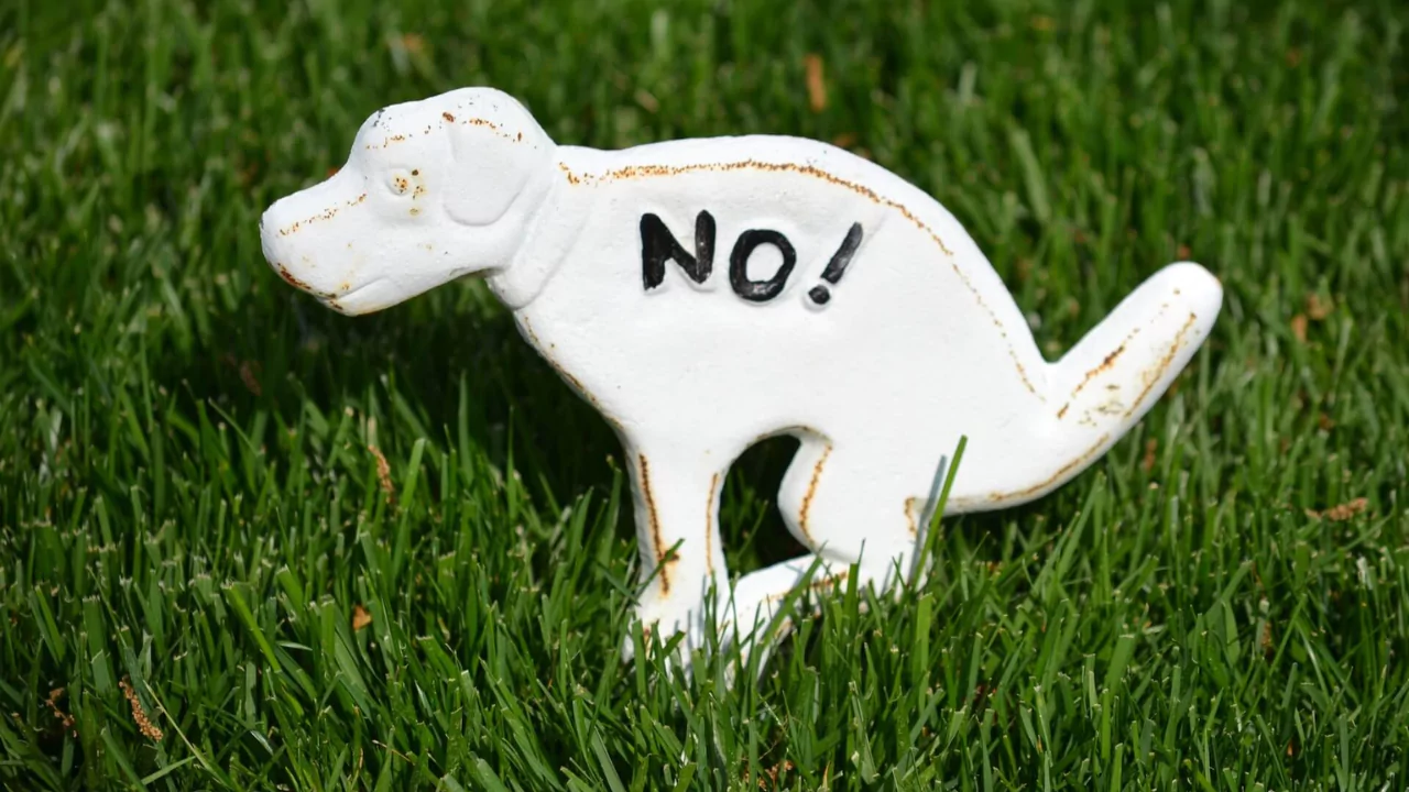 Preventing Dogs From Pooping in Your Yard