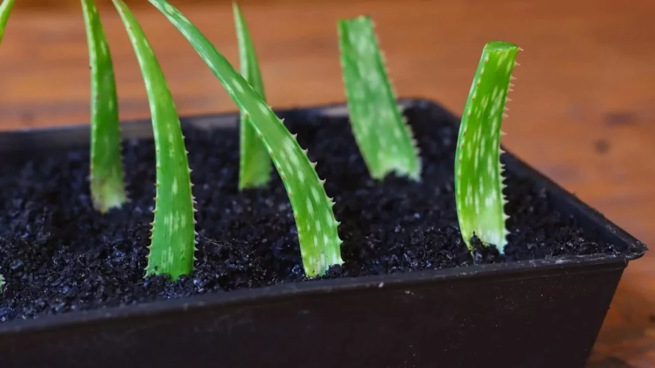 Propagate Aloe Vera