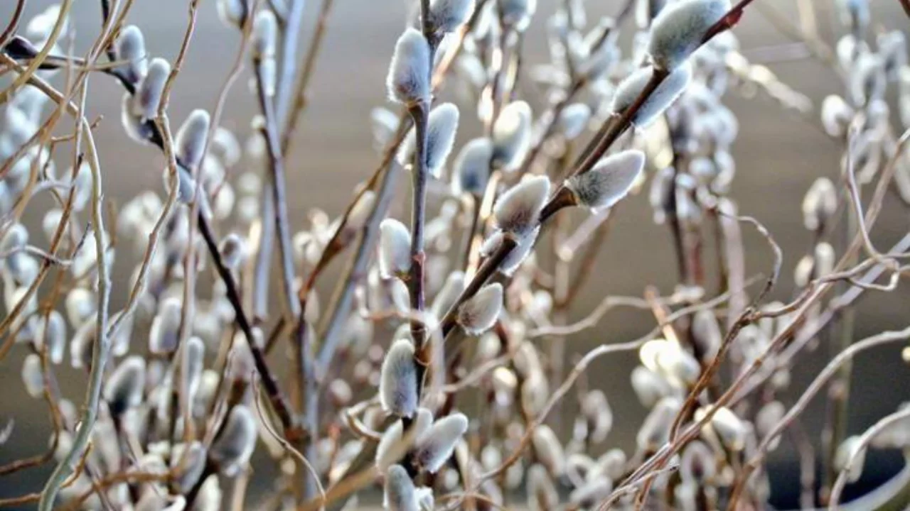 Pussy Willow
