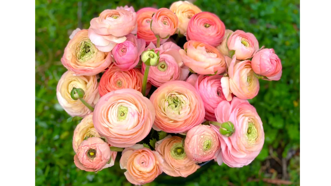 Ranunculus