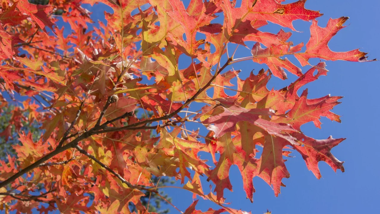 Red Oak Tree Guide: Identification and Care