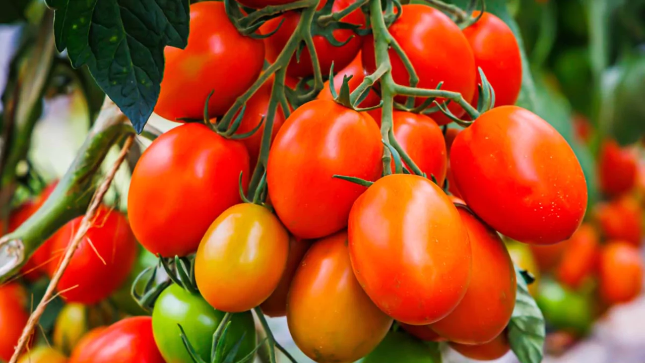 Roma Tomatoes: Calories and Nutritional Information